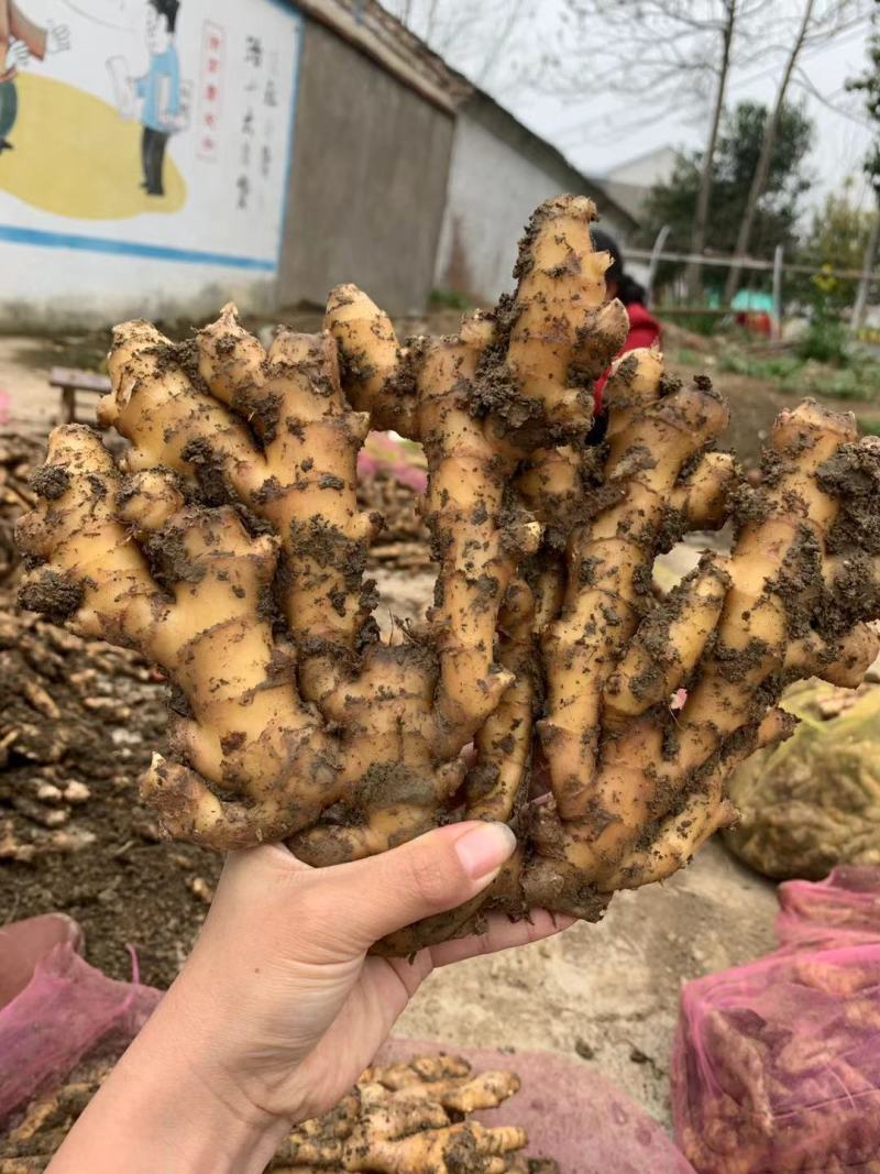 老姜批发阜阳临泉产地直销大黄姜小黄姜常年供应