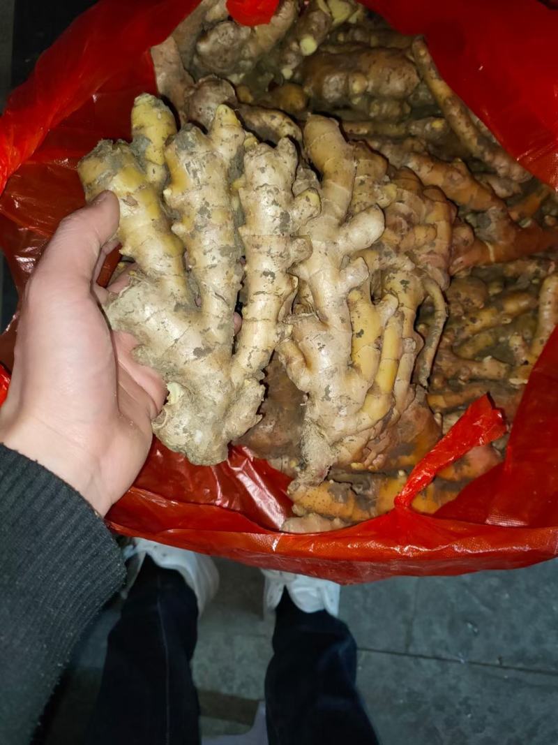 老姜批发阜阳临泉产地直销大黄姜小黄姜常年供应