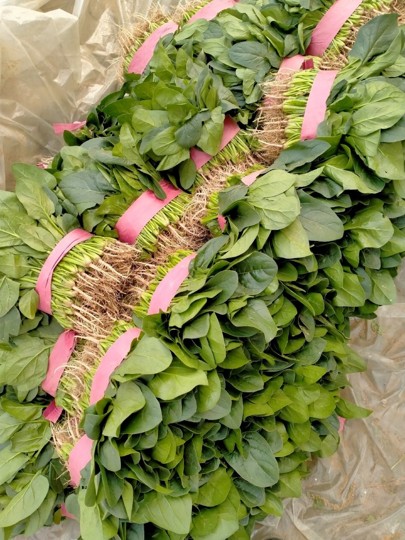 大叶菠菜滑县最大批发市场直供