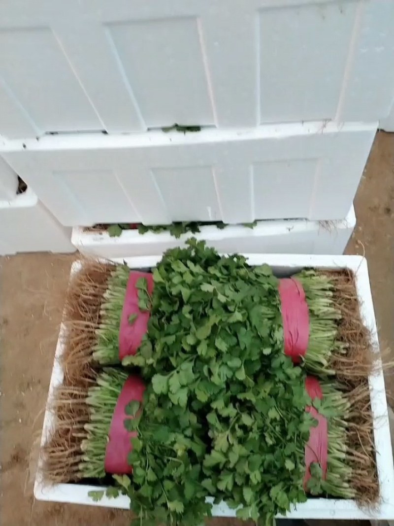 大叶香菜20~30厘米