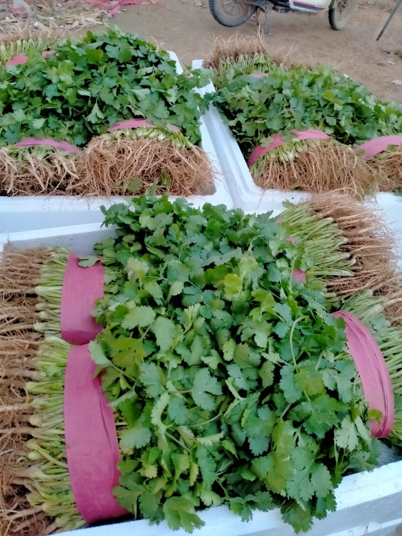 大叶香菜20~30厘米
