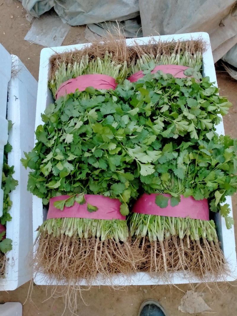 大叶香菜20~30厘米
