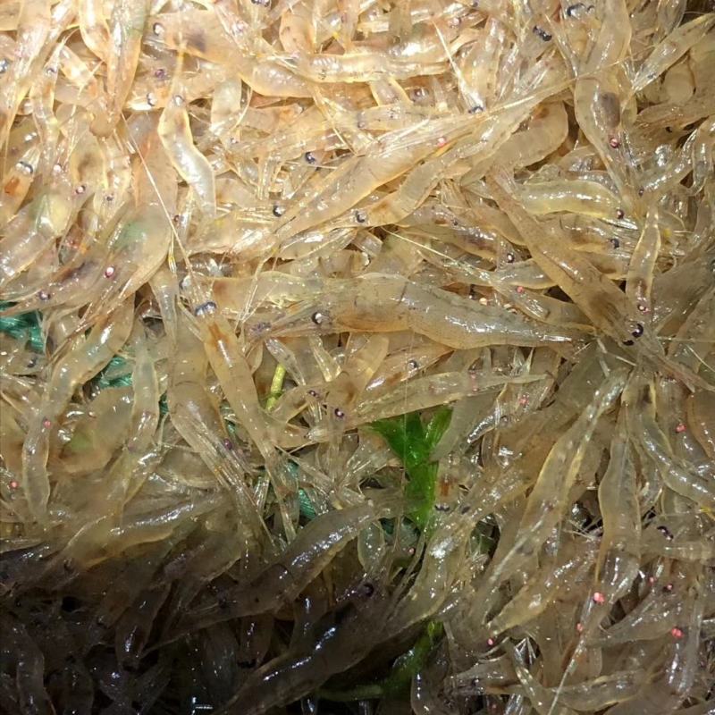 江苏省常州市溧阳市南渡镇太湖2号青虾苗种培育！