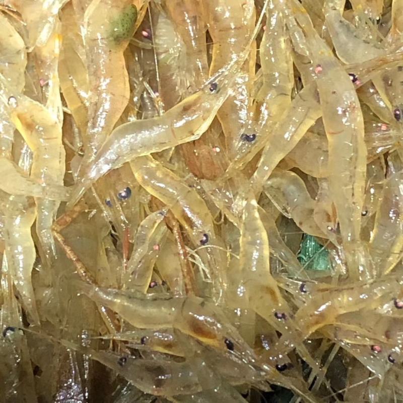 江苏省常州市溧阳市南渡镇太湖2号青虾苗种培育！