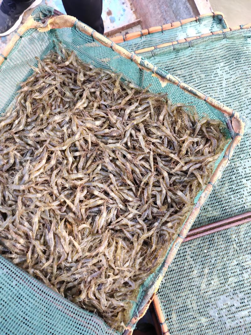 江苏省常州市溧阳市南渡镇太湖2号青虾苗种培育！