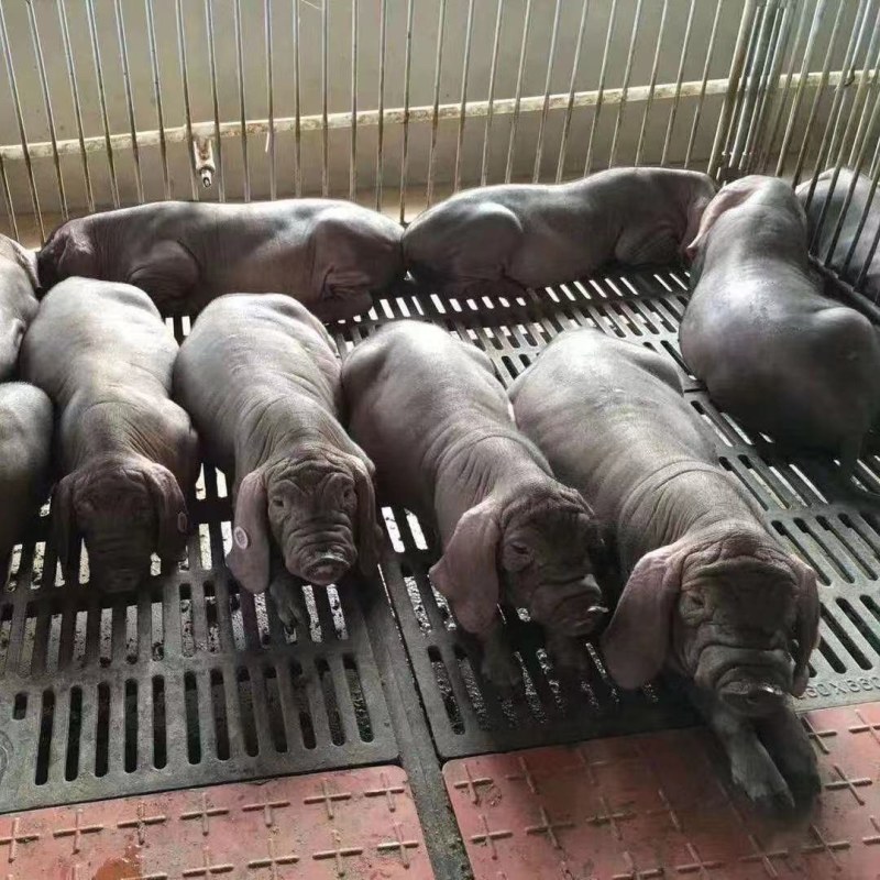 太湖原种母猪，高产母猪，一手货源买十送一，买到就是赚到