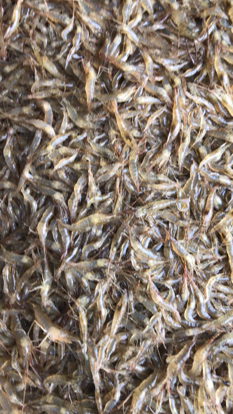 江苏省常州市溧阳市南渡镇太湖2号青虾苗种培育！