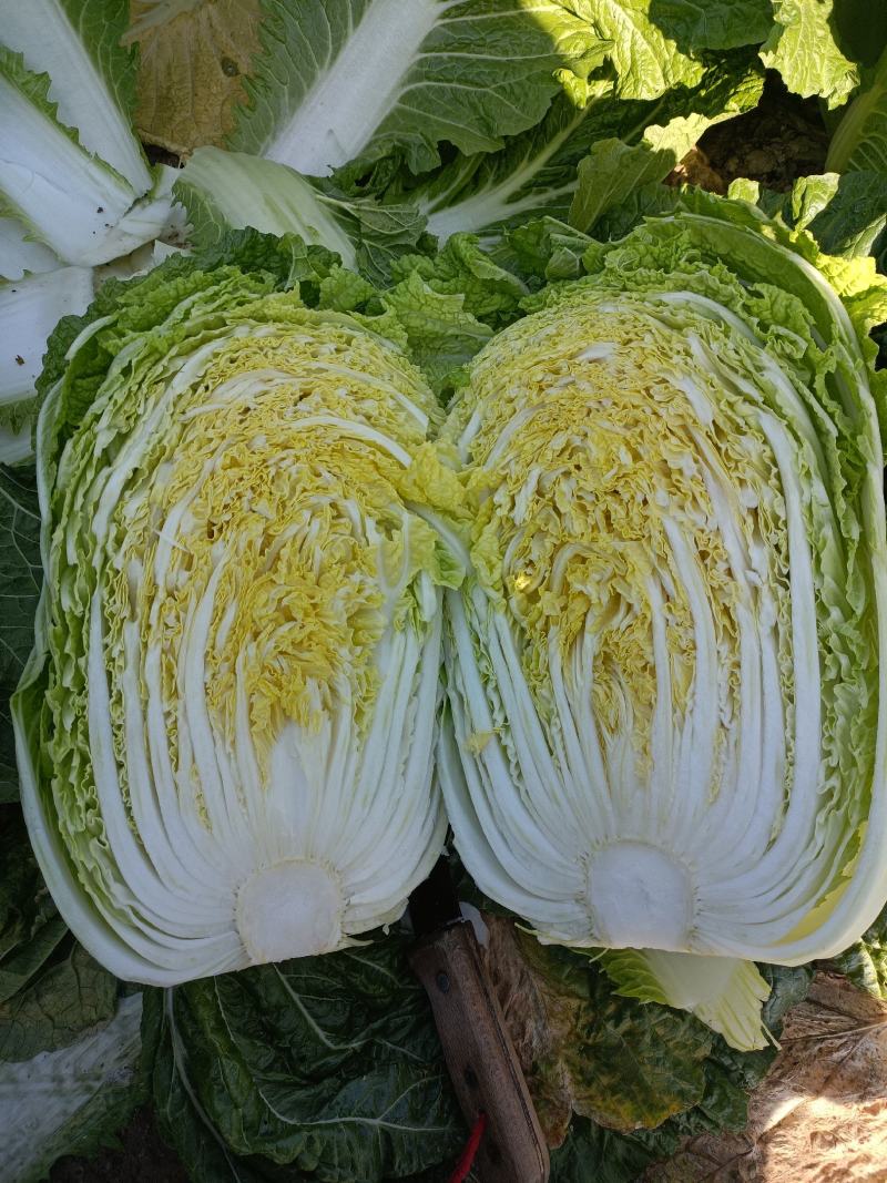 【实力】江苏优质白菜黄心大白菜大量上市欢迎来电洽谈