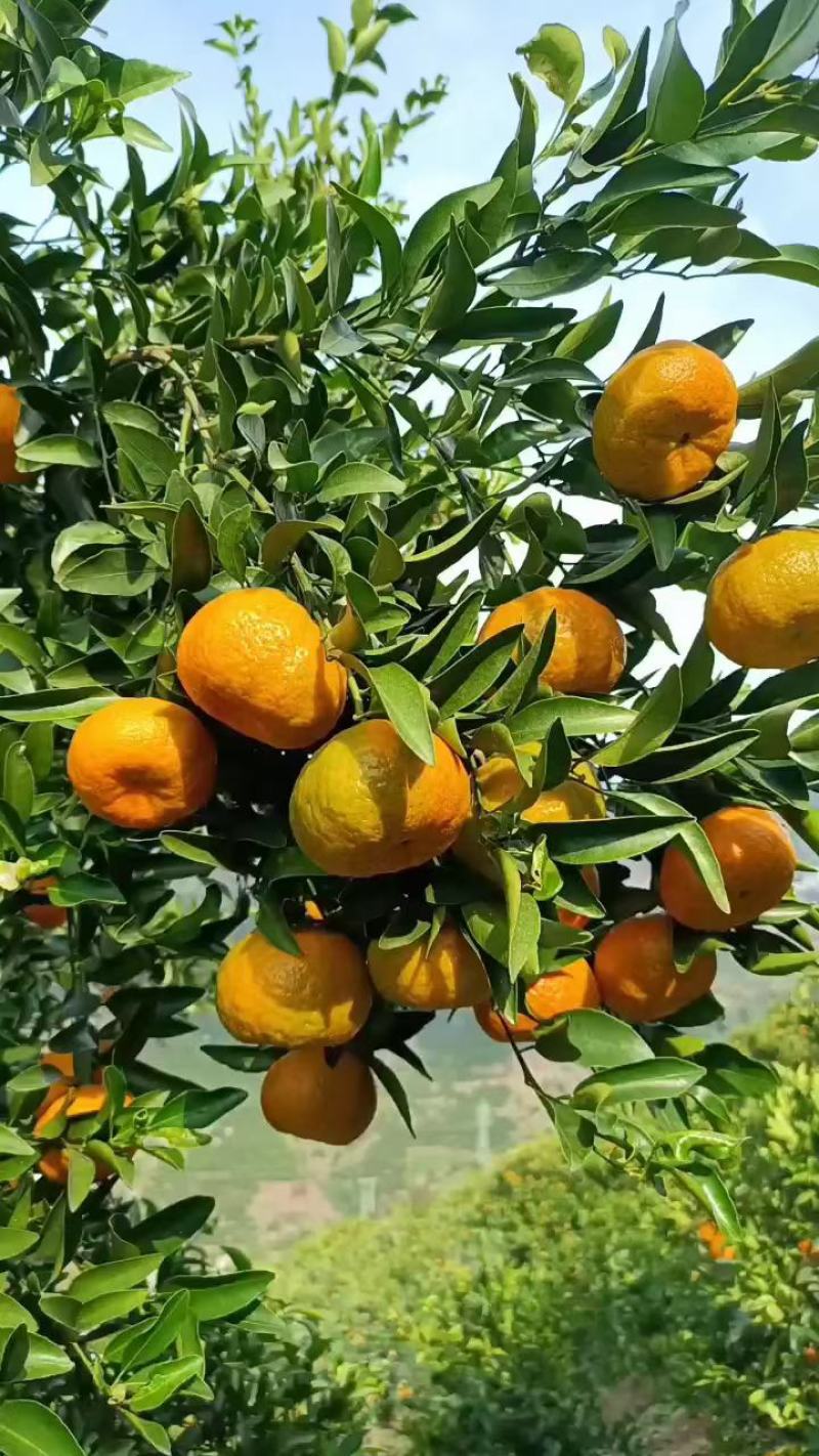 湖北椪柑芦柑原产地一手货源大量供应挂树鲜果