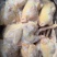 新鲜冷冻德通老母鸡煲汤卤味饭店食堂食材7只8只9只