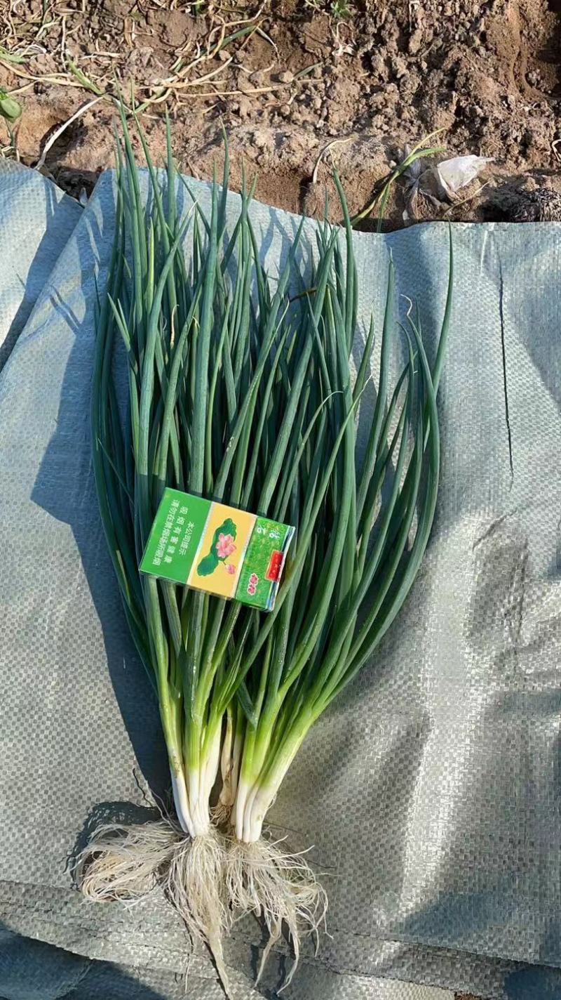 【热卖】精品香葱，小葱基地一手货源，大量供应，价格美丽