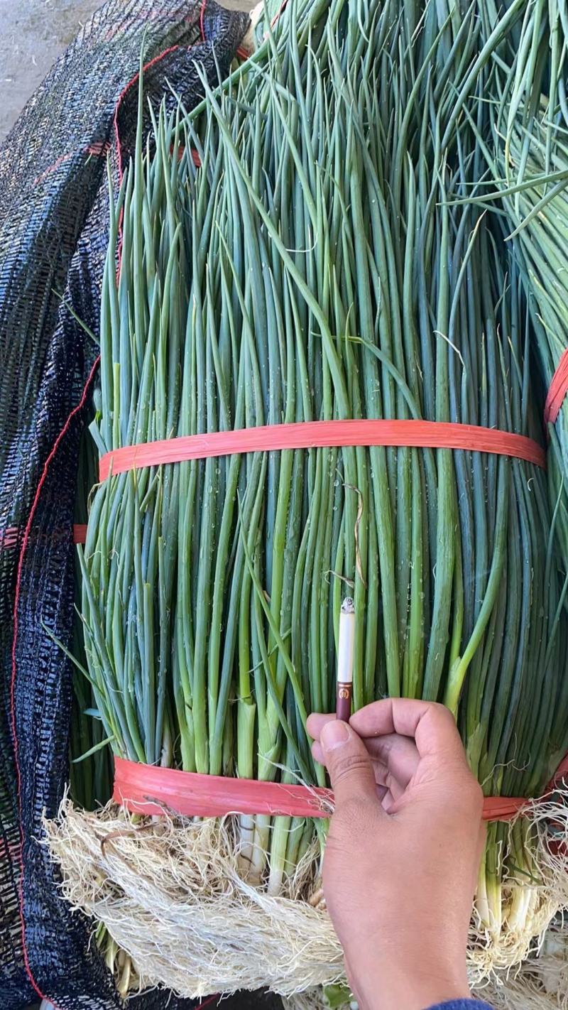 【热卖】精品香葱，小葱基地一手货源，大量供应，价格美丽