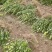 江苏省宿迁市沭阳县凤里绿化苗木基地直发无中间商