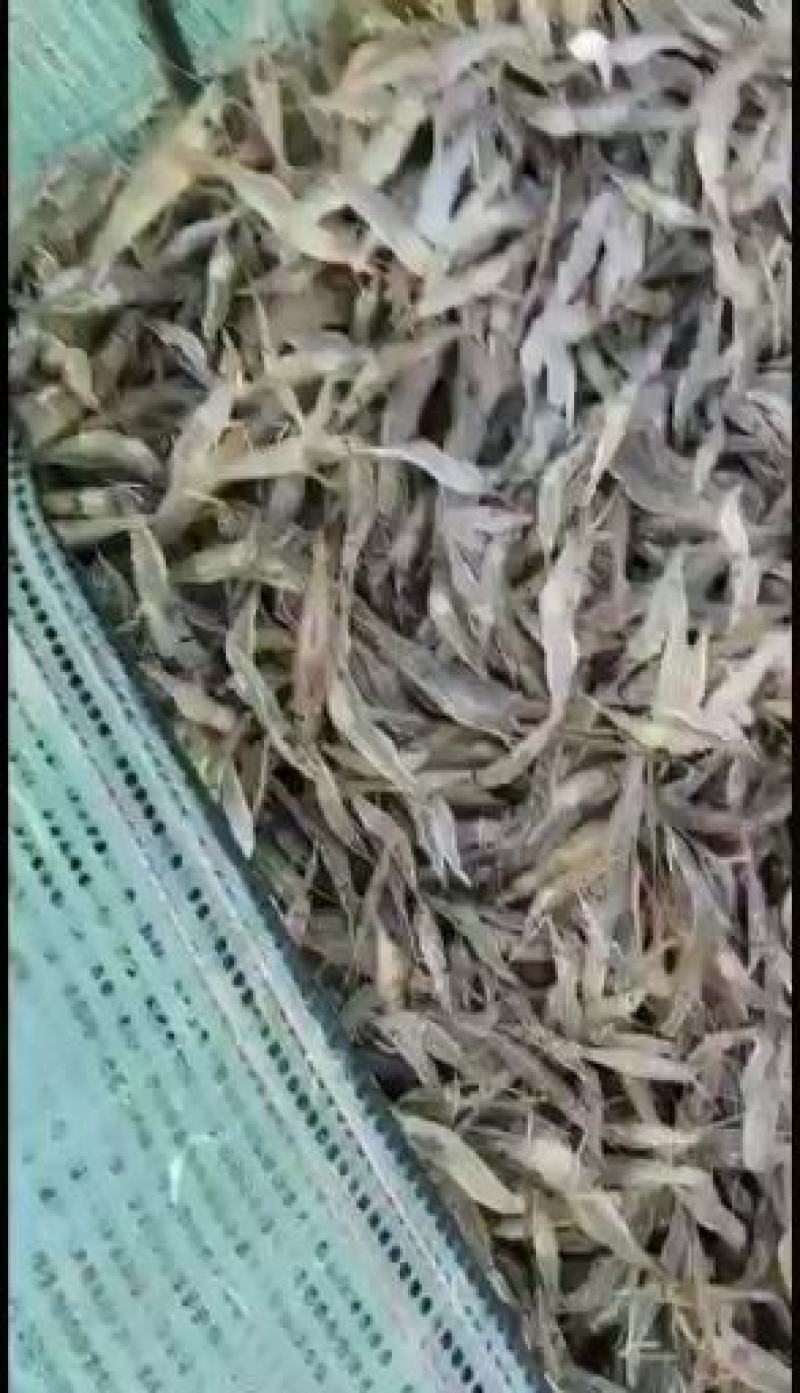江苏省常州溧阳市太湖2号青种苗培育！欢迎各位实地考察订购