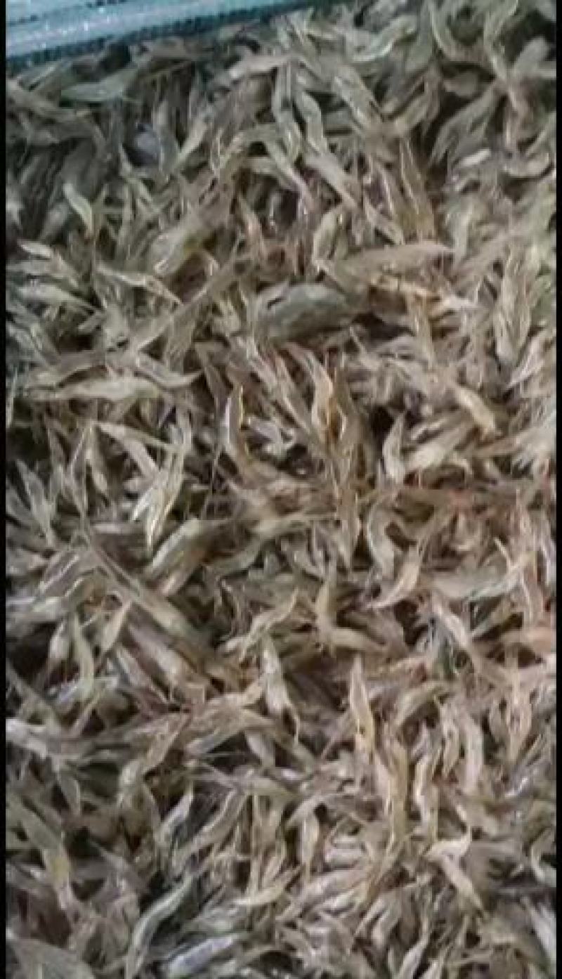 江苏省常州溧阳市太湖2号青种苗培育！欢迎各位实地考察订购