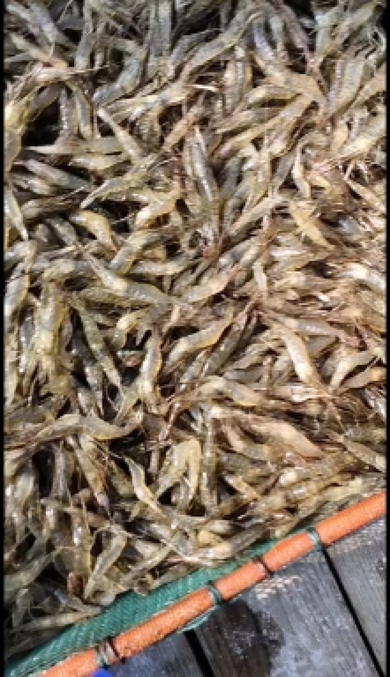 江苏省常州溧阳市太湖2号青种苗培育！欢迎各位实地考察订购