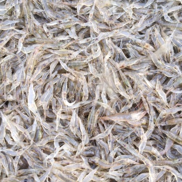 江苏省常州溧阳市太湖2号青种苗培育！欢迎各位实地考察订购