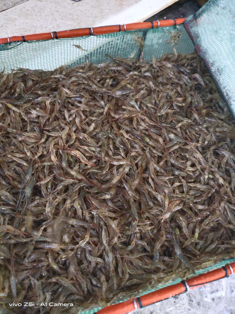 江苏省常州溧阳市太湖2号青种苗培育！欢迎各位实地考察订购