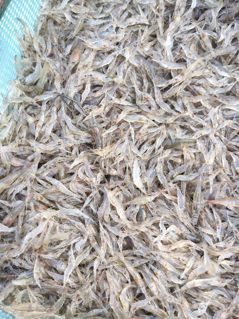 江苏省常州溧阳市太湖2号青种苗培育！欢迎各位实地考察订购