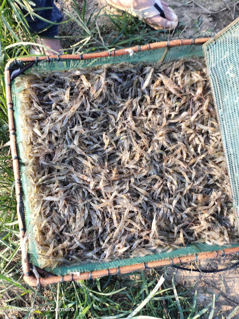 江苏省常州溧阳市太湖2号青种苗培育！欢迎各位实地考察订购