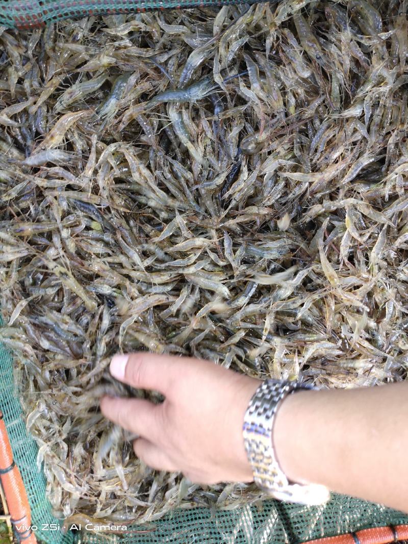 江苏省常州溧阳市太湖2号青种苗培育！欢迎各位实地考察订购