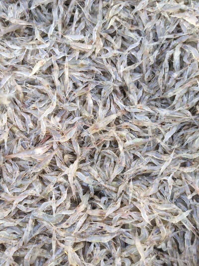 江苏省常州溧阳市太湖2号青种苗培育！欢迎各位实地考察订购