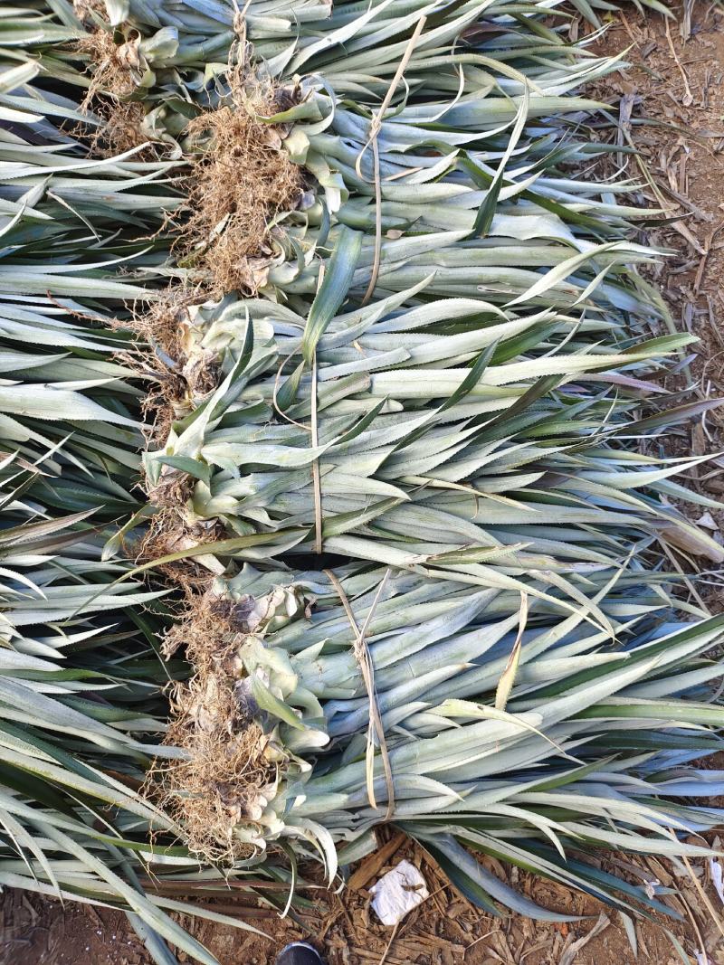 【诚信商家】广东徐闻菠萝苗种植基地直供质量保证一手货源
