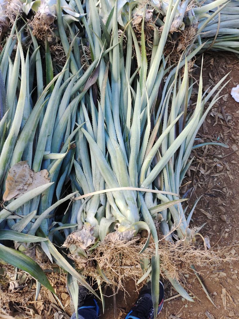 【诚信商家】广东徐闻菠萝苗种植基地直供质量保证一手货源