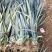 【诚信商家】广东徐闻菠萝苗种植基地直供质量保证一手货源