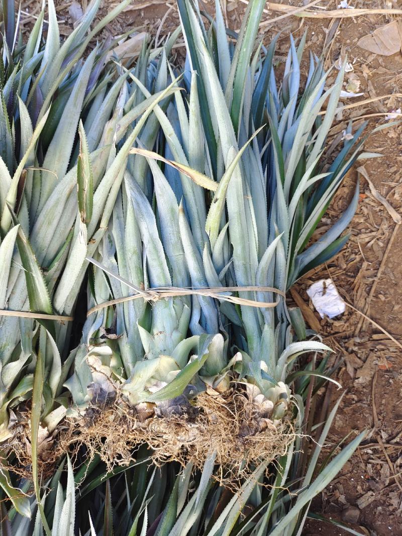 【诚信商家】广东徐闻菠萝苗种植基地直供质量保证一手货源
