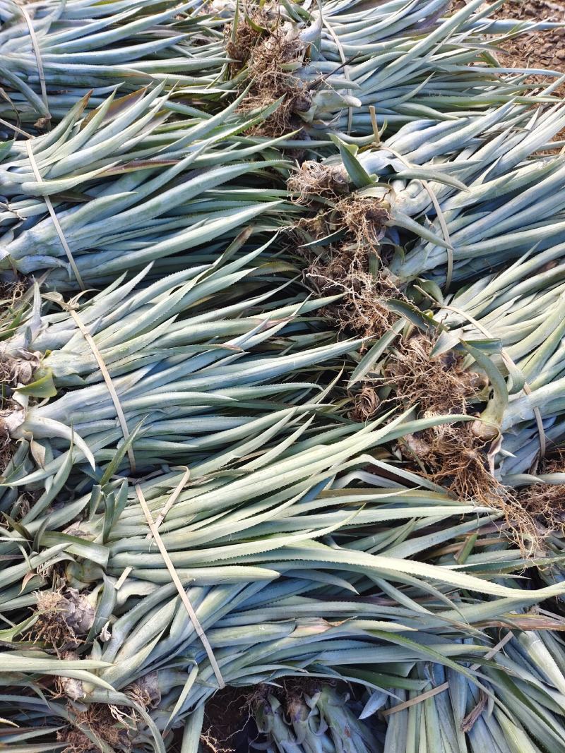 【诚信商家】广东徐闻菠萝苗种植基地直供质量保证一手货源