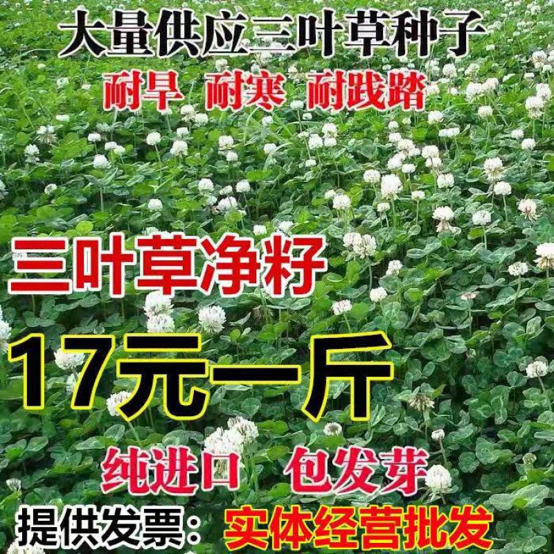 三叶草种子三叶草籽绿化草坪果园绿肥种子