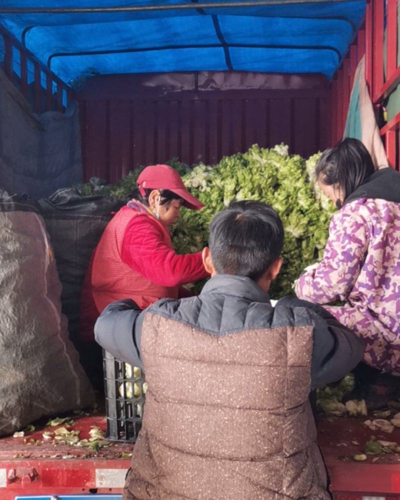 儿菜已大量上市中，质量好。需要的朋友请联系