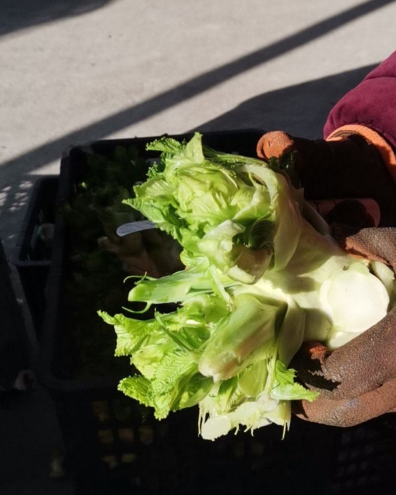儿菜已大量上市中，质量好。需要的朋友请联系