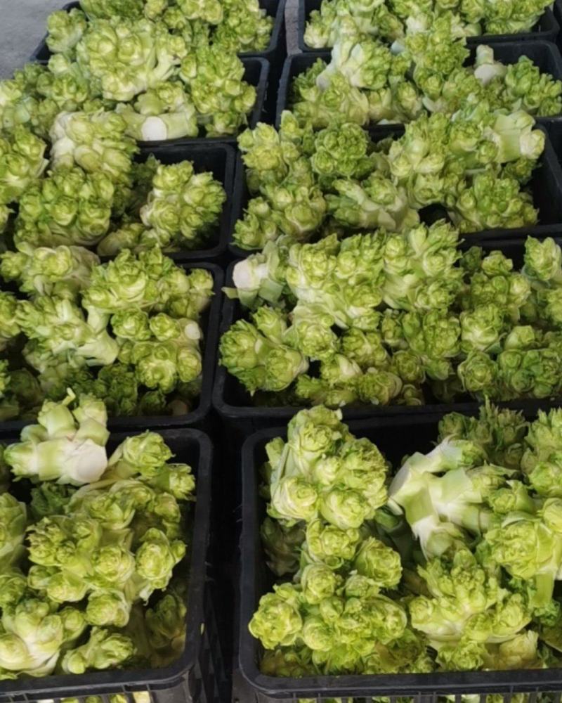 儿菜已大量上市中，质量好。需要的朋友请联系