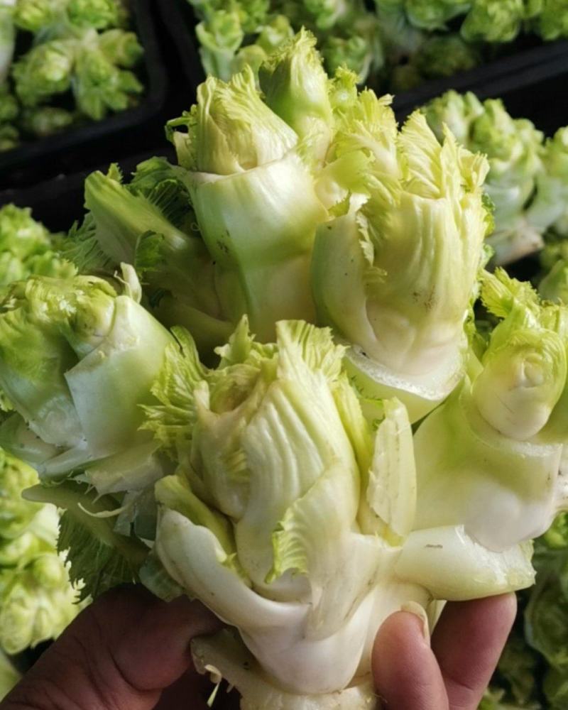 儿菜已大量上市中，质量好。需要的朋友请联系