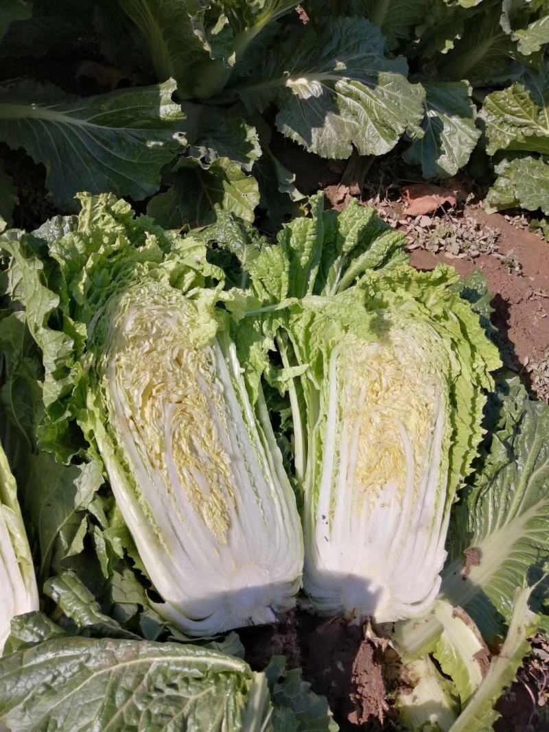 大白菜，北京3号，产地直供，个头均匀，城信可靠，