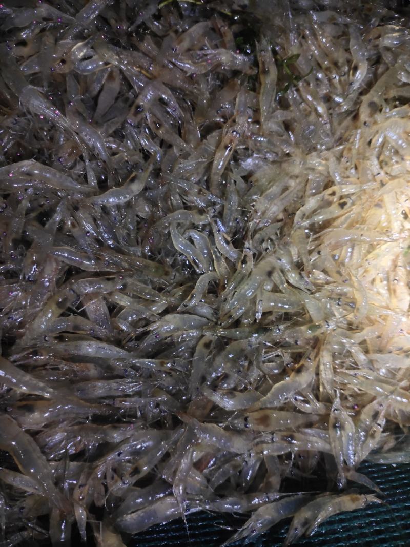 江苏省常州市溧阳市南渡镇太湖二号河虾苗(青虾)苗种培育