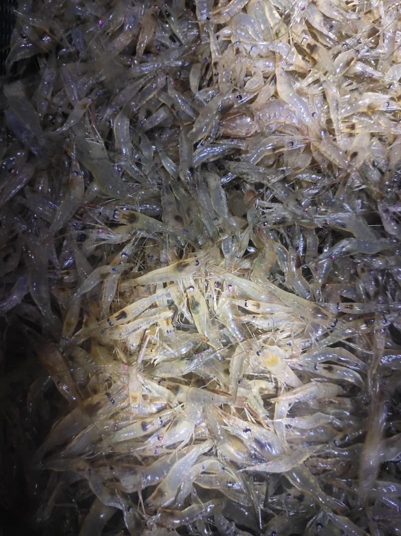 江苏省常州市溧阳市南渡镇太湖二号河虾苗(青虾)苗种培育