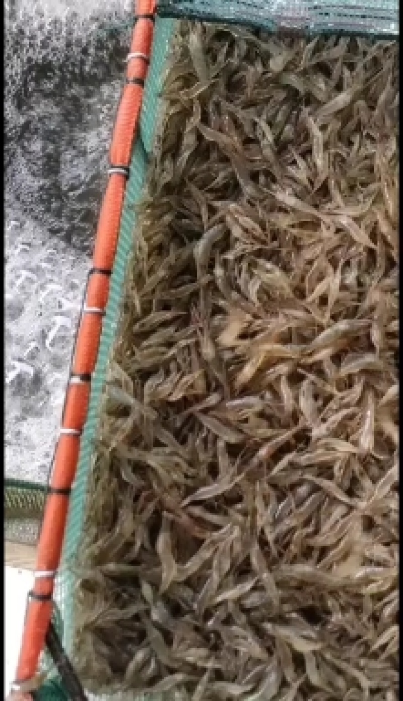 江苏省常州市溧阳市南渡镇太湖二号河虾苗(青虾)苗种培育