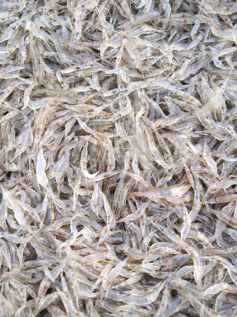 江苏省常州市溧阳市南渡镇太湖二号河虾苗(青虾)苗种培育