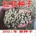 优质红桔种子欢迎选购发芽无忧全部优质苗