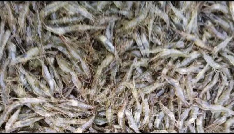江苏省常州市溧阳市南渡镇太湖二号河虾苗(青虾)苗种培育