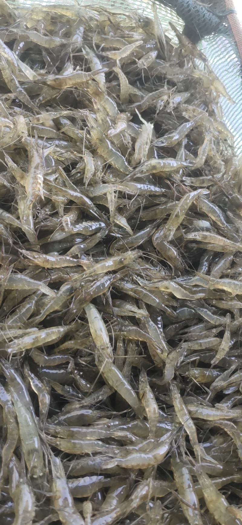 江苏省常州市溧阳市南渡镇太湖二号河虾苗(青虾)苗种培育