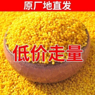 黄小米精米农家小米月子米