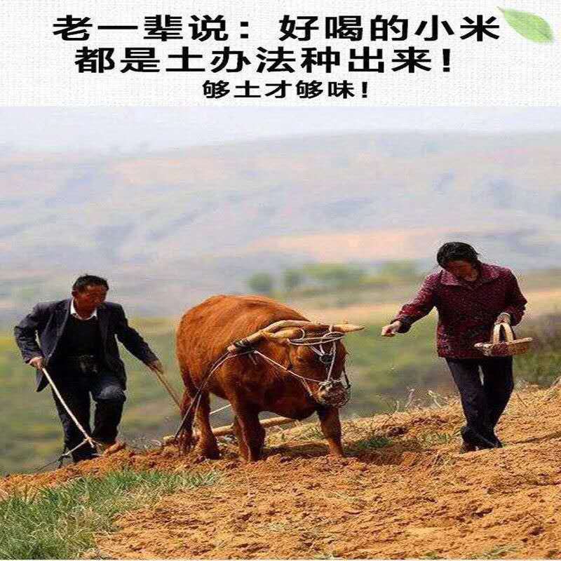 黄小米精米农家小米月子米