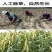 黄小米精米农家小米月子米