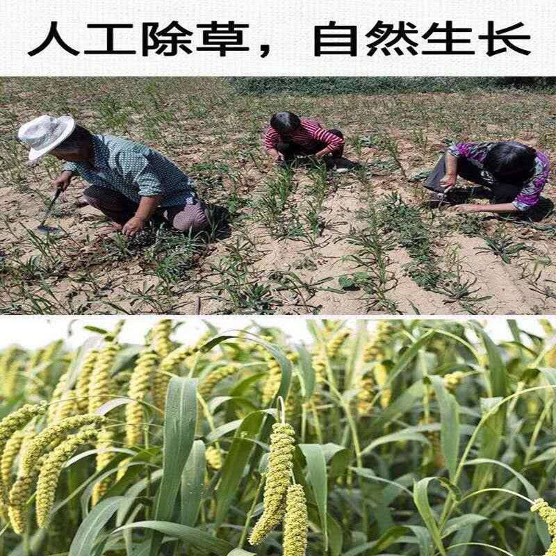 黄小米精米农家小米月子米