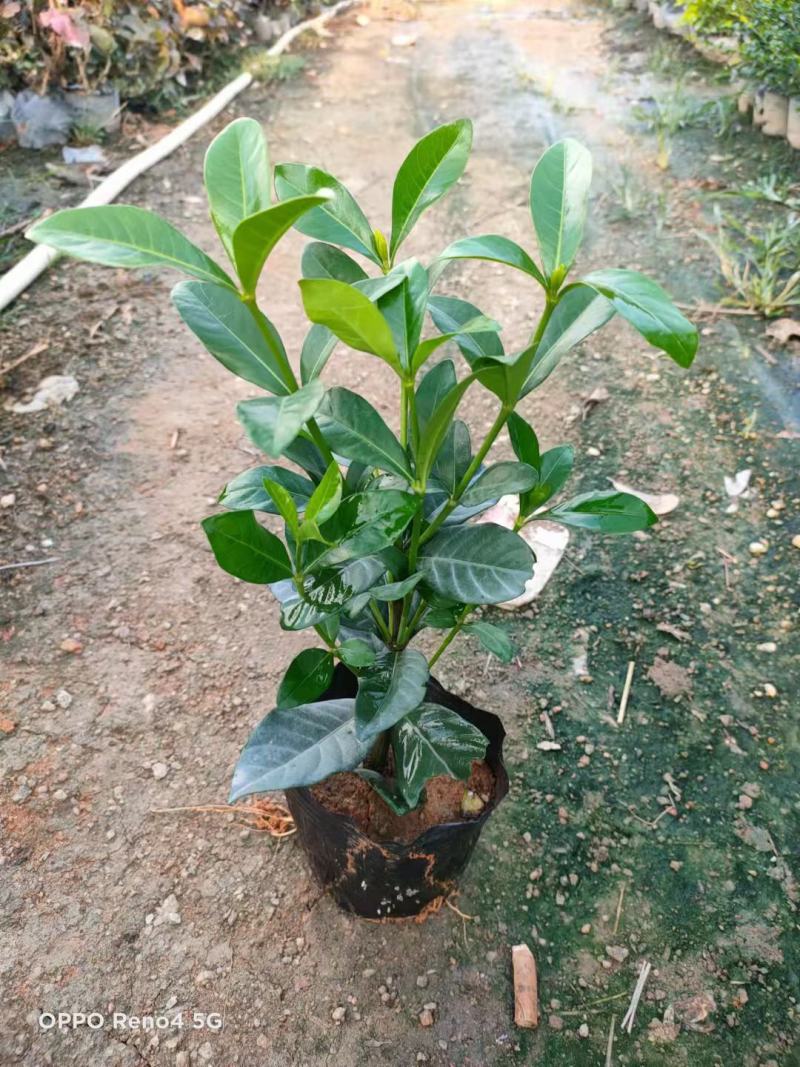 栀子花