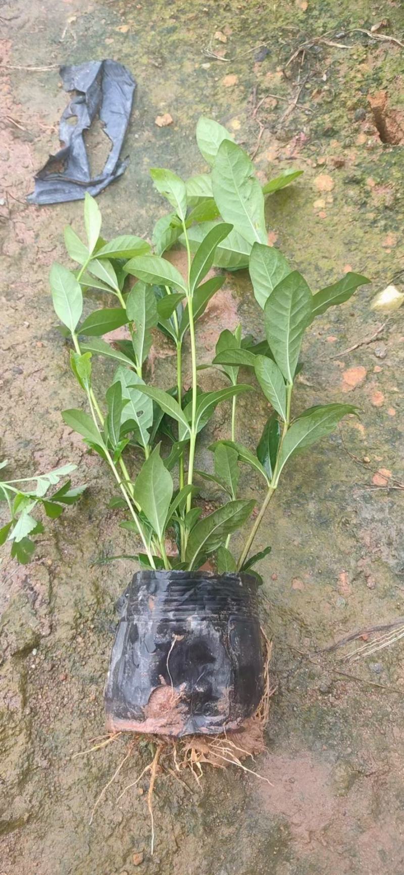 栀子花